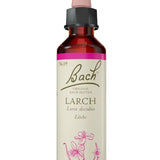 Original Bach®-Blüte Nr. 19 Larch – Lärche